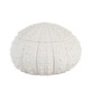 Sea Urcin Dolomite Box ø23 Ax25028