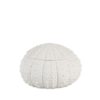Sea Urcin Dolomite Box ø19cm Ax25027