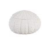 Sea Urcin Dolomite Box ø23 Ax25028