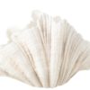 Vase Deco Clam Shell White 57x31xh36cm 40543