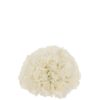 Flower Bulb Roses 1/2 29,5xh20,5cm 22240