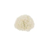 Flower Bulb Roses 1/2 29,5xh20,5cm 22240