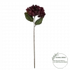 Hortensia Mørkerød 18071