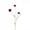 Coreopsis 4838-85