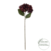 Hortensia Mørkerød 18071