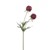 Scabiosa Dark Red h58cm  181005