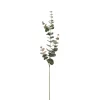 Eucalyptus 4646-96