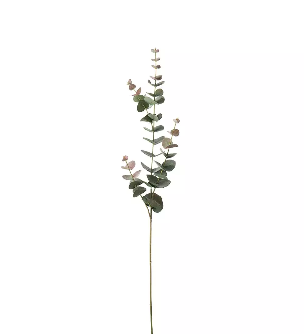 Eucalyptus 4646-96