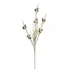 Calluna 4865-85