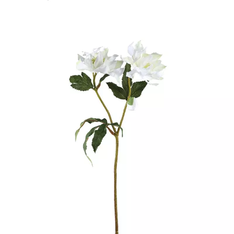 Rose Flower White 717958