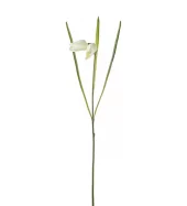 Frittilaria 4980-11