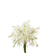 Aparanthus 4944-91