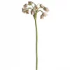 Allium 4707-96