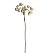 Allium 4707-96