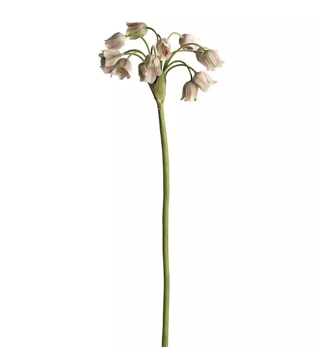 Allium 4707-96
