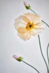 gallery-9010-for-919838