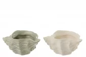 Shell Shell Wh Ass.2 25x14x10cm 60084