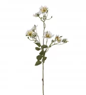 Japansk Klatrerose 4671-10