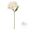 Hortensia Kremfarget 18069