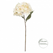 Hortensia Kremfarget 18069
