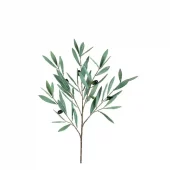 Olive Leaves Spray 734077