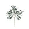 Eucalyptus Dark Green Seeded 734149