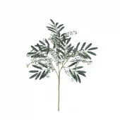 Eucalyptus Dark Green Seeded 734149