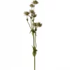 Stjerneblomst 4534-21