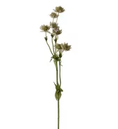 Stjerneblomst 4534-21