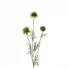 Scabiosa 4694-90