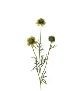 Scabiosa 4694-90