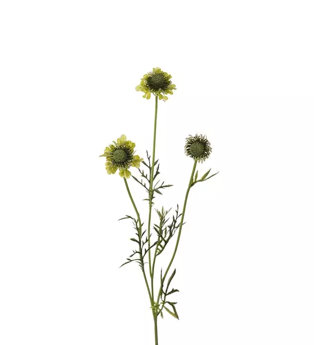 Scabiosa 4694-90