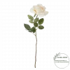 RosGrenrose Krem 12xh60cm 18067