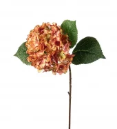 Hortensia 2408-23