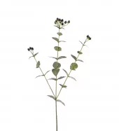 Eucalyptus M/ Bær 5187-96