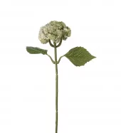 Sedum 5066-90