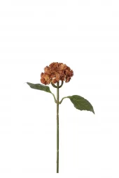 Sedum 5066-35
