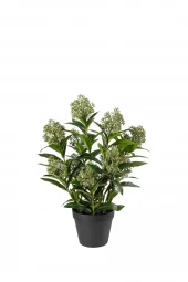 Skimmia I Potte 5079-90-1