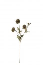 Tagetes 5383-90