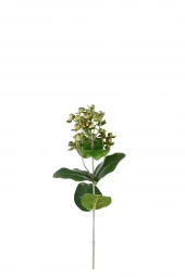 Hypericum 4535-90