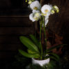 Orkide med potte