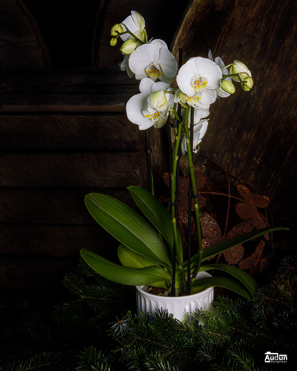 Orkide med potte