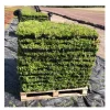 Sedum kasett 40x60CM HEL PALL 25M2