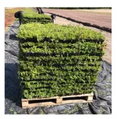 Sedum kasett 40x60CM HEL PALL 25M2