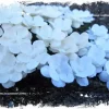 Papirblomster: Søte Blomster, Hvit/Krem