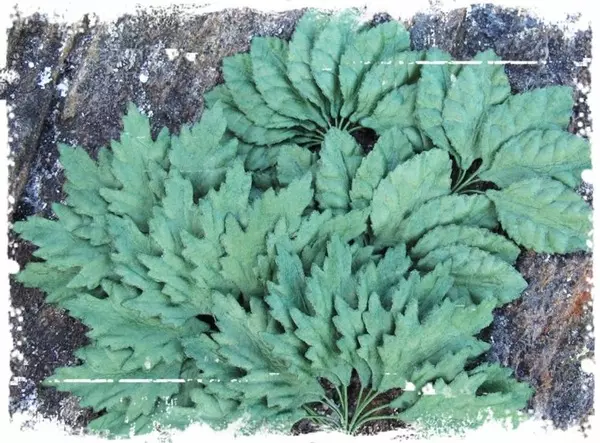 Papirblomster: Blader