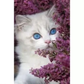 Diamond Painting, 20x30cm, Hiding in Lilacs