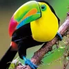 Diamond Painting, 30x40cm, Rainbow Toucan