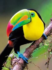Diamond Painting, 30x40cm, Rainbow Toucan