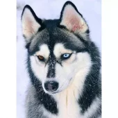 Diamond Painting, 30x40cm, Amazing Huskey